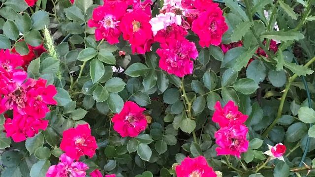 Почвопокровные розы . Выращивание . Секреты для неё . смотреть онлайн