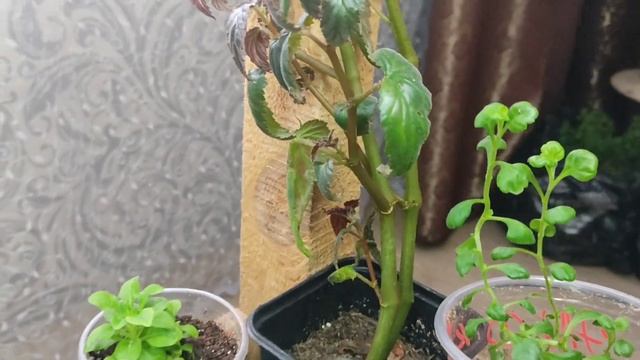 Что с бегонией из семян? смотреть онлайн