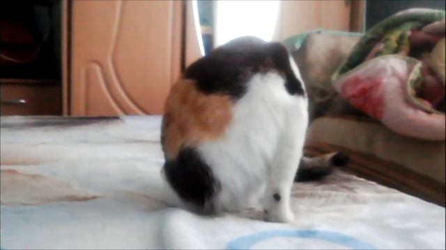 КОШКА МУСЯ УМЫВАЕТСЯ 10 ЧАСОВ смотреть онлайн