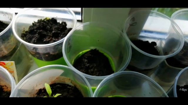 Выращивания томата/Томаты на подоконнике/Как вырастить помидоры круглый год/Эксперимент/1 сезон смотреть онлайн