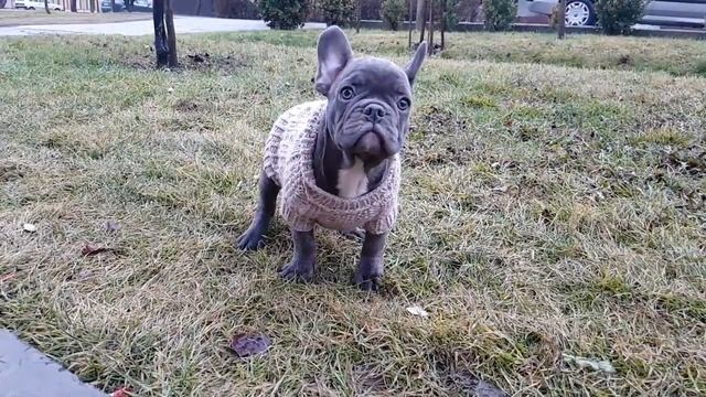 Blue french bulldog Fluffy смотреть онлайн