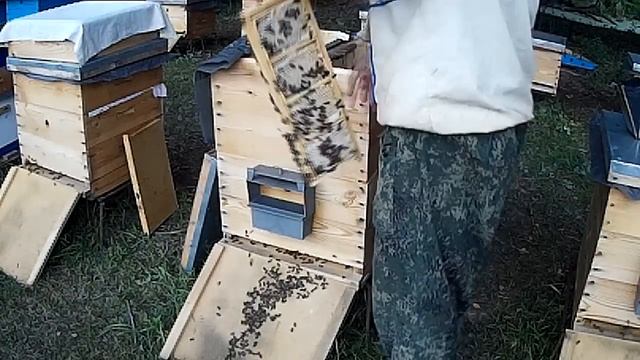 ОТБИРАЮ СОТОВЫЙ МЁД