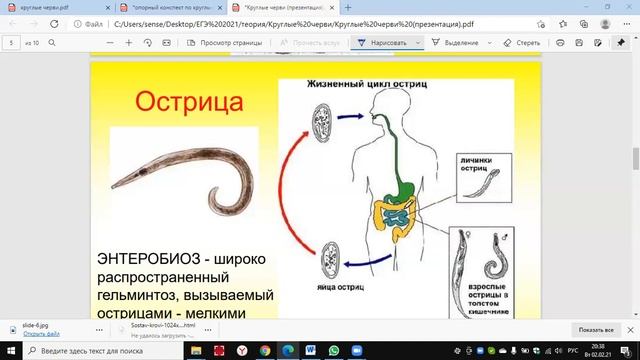 Многообразие круглых червей смотреть онлайн