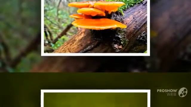 Collybia velutipes - fungi kingdom смотреть онлайн
