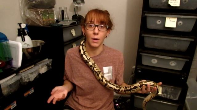 5 Reasons Why Your Ball Python Might Be Refusing Food | Why Isn't My Snake Eating?! | Snakes 101 смотреть онлайн