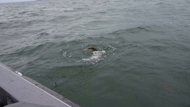 How To Use Your Livescope to Catch Walleye смотреть онлайн