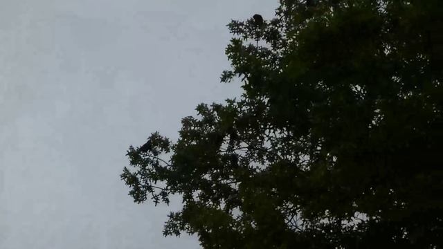 США Подкрепимся фруктовым шэйком и на свежий воздух от katvickas98 смотреть онлайн