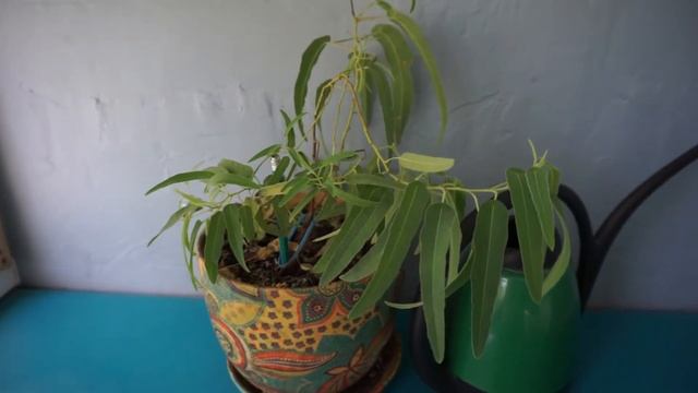 ЭВКАЛИПТ ИЗ СЕМЯН - ПРОСТОЙ СПОСОБ ВЫРАЩИВАНИЯ смотреть онлайн