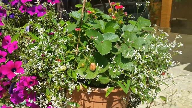 Петунья, все таки я добилась ЕЕ цветения. / Petunia, All The Same, I Achieved HER Flowering.