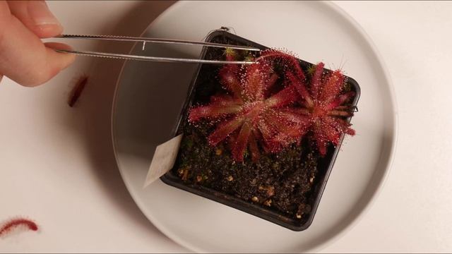 Drosera graomogolensis a její snadné množení смотреть онлайн