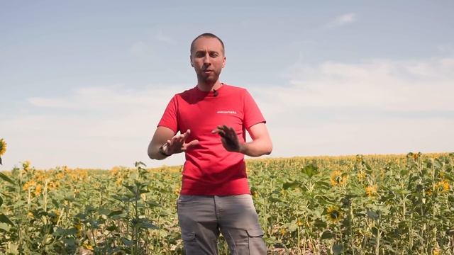 Жесть...спалили соняшник? Молотимо пшеницю і горох. Кукурудза по різних технологіях