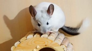 ПРОГУЛКА ШИНШИЛЛЫ НА КРОВАТИ