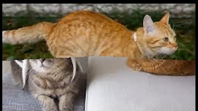 самые смешные коты в мире