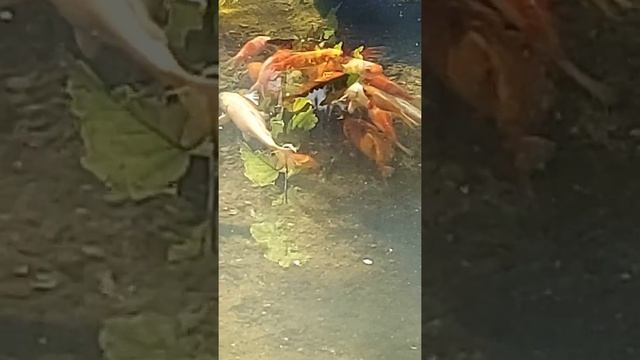 золотые рыбки...карпы кои в пруду на даче..(2) смотреть онлайн