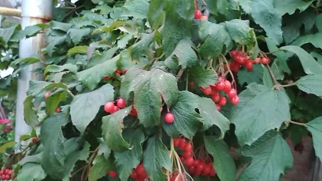 Гроздья калины смотреть онлайн