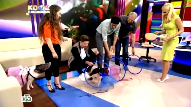 Мини пиги видео Москва, 8(965)380-13-11 смотреть онлайн