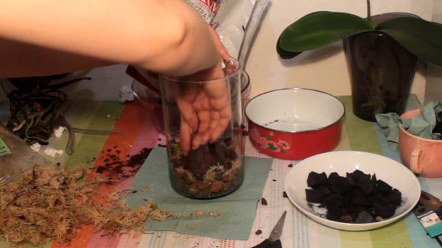 Как пересадить орхидею смотреть онлайн