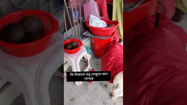 জীবনে প্রথম রেইনকোট পড়ে বৃষ্টিতে ভিজেছি হে হে смотреть онлайн