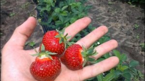 Клубника сорта хоней