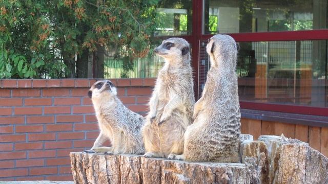 Город Калининград (Кёнигсберг) достопримечательности достопримечательности смотреть онлайн