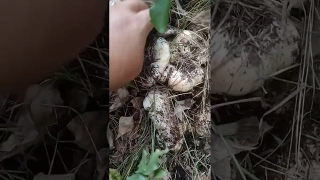 грузди - груздочки смотреть онлайн