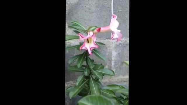 #dkptus #polinizacion #adenium смотреть онлайн
