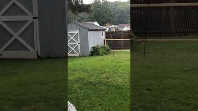 The starting of building a chicken coup смотреть онлайн