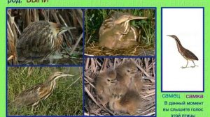 Выпь. Голоса птиц