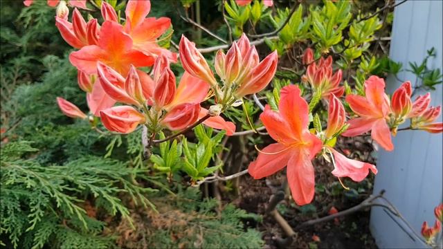 Beautiful Azalea Rhododendron Flowers смотреть онлайн