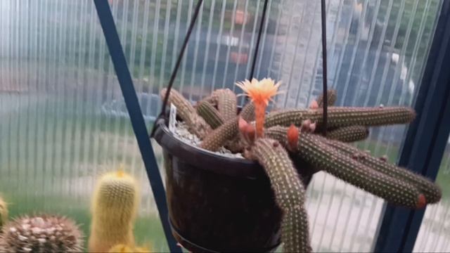 Шикарные трихи и эхинопы...Пик радости..Echinopsis.