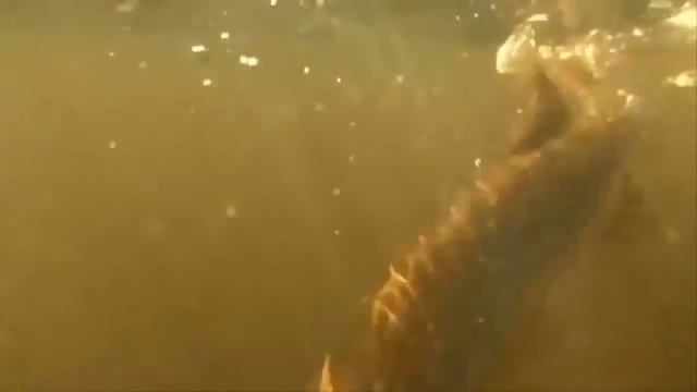 Уроки рыбалки на воблеры от Шанина. смотреть онлайн