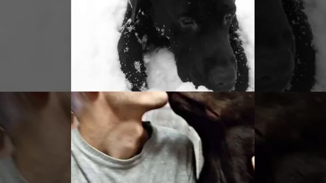 Лабрадор Марс Милан ( люби меня) смотреть онлайн