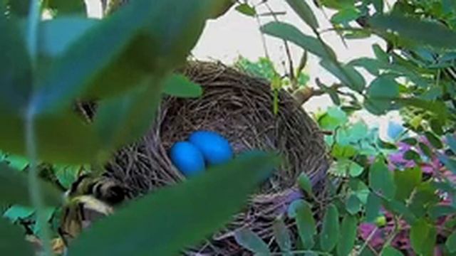 2021 June 1 Mama robin brooding her eggs . . . . Ripley, Ontario Canada AtHomeFriendlyTecGuy смотреть онлайн