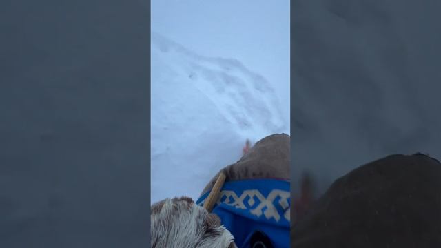 Эти псы приучены, к постстоянному движению смотреть онлайн