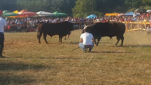 Korida Polje Busovača ŠEČERKO VL Meho Čuča VS TIGAR Vl Blaško Galić KORIDA смотреть онлайн