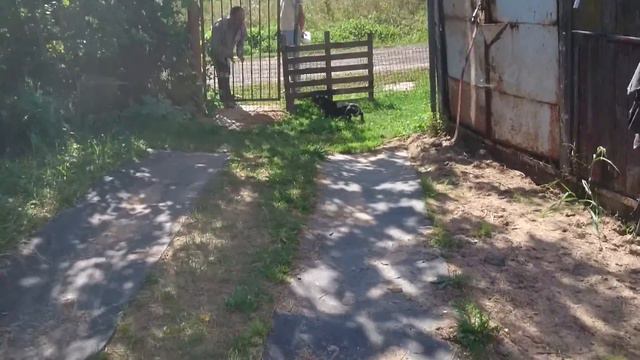 Такса охраняет дачу смотреть онлайн