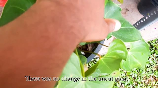 Anthurium Flowering Tips / Learn Gardening