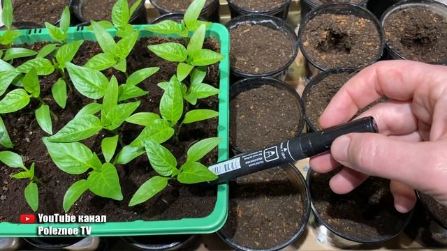 Не пикируйте рассаду, пока не посмотрите это видео. смотреть онлайн