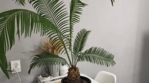 цикас ?саговая пальма?Уход в домашних условиях