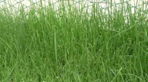 Трава для газона Лилипут совсем НЕ лилипут.