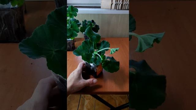 Неудержалась😉распаковка новинок от канала Пеларгонии и К💥 смотреть онлайн