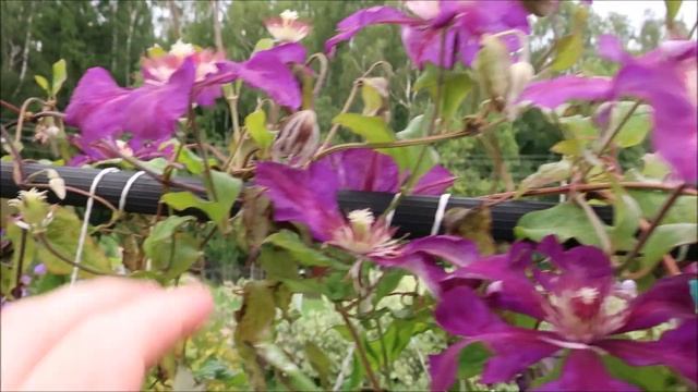 КЛЕМАТИСЫ 3 ГРУППЫ ОБРЕЗКИ. ЛУЧШИЕ ОБИЛЬНО ЦВЕТУЩИЕ СОРТА