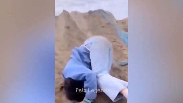 Видео про животных! смешные видео про животных,включи видео про животных, смотреть онлайн