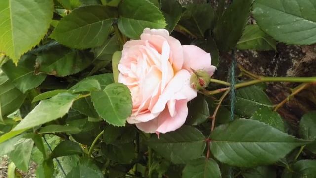 Rose A Shropshire Lad David Austin Ausled смотреть онлайн