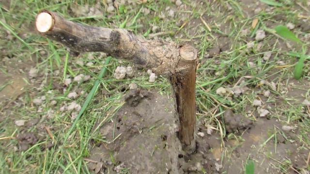 МУЛЬЧИРОВАНИЕ. И другие Майские работы в саду смотреть онлайн