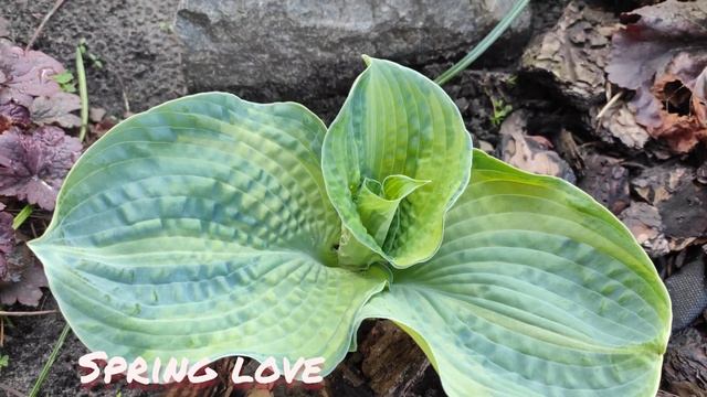 Spring love и Spring ghost...окрас листьев который можно увидеть только весной...#hosta#spring#whit смотреть онлайн