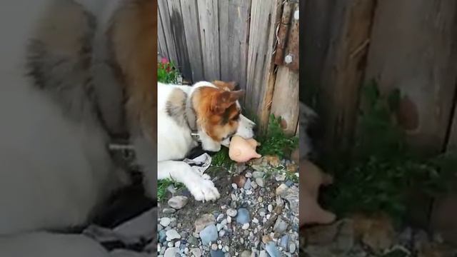 Tail Waggin Treasures