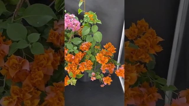 Любителям махровых сортов бугенвиллии посвящается смотреть онлайн