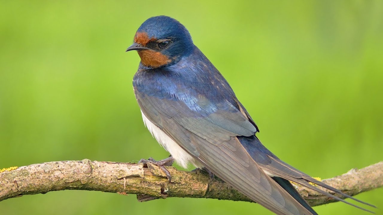 ИНТЕРЕСНЫЕ ФАКТЫ О ЛАСТОЧКАХ смотреть онлайн