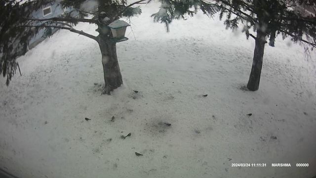 Birbs Digging In The Snow смотреть онлайн